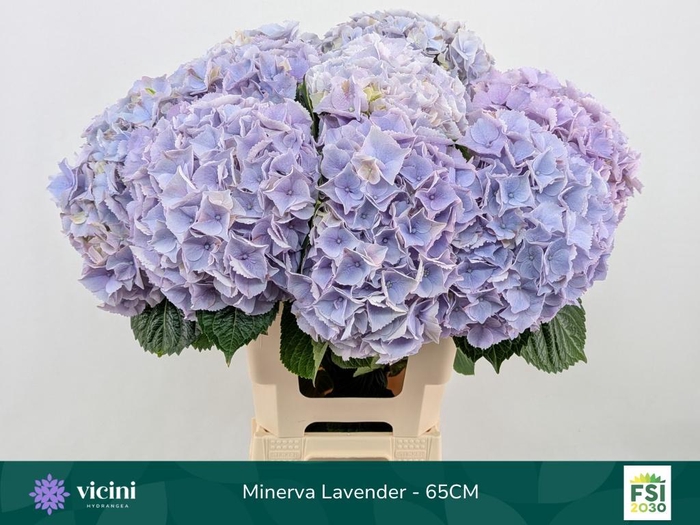 <h4>HYDR M MY MINERVA</h4>