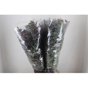 Mimosa Baleana P Bunch