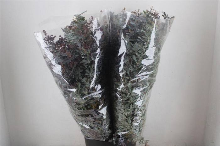 <h4>Mimosa Baleana P Bunch</h4>