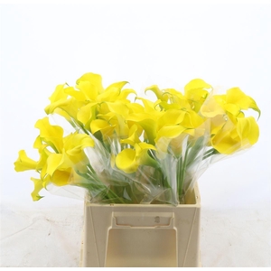 Calla Solo