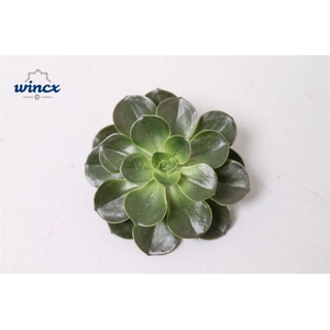 Echeveria Melaco Cutflower Wincx-5cm