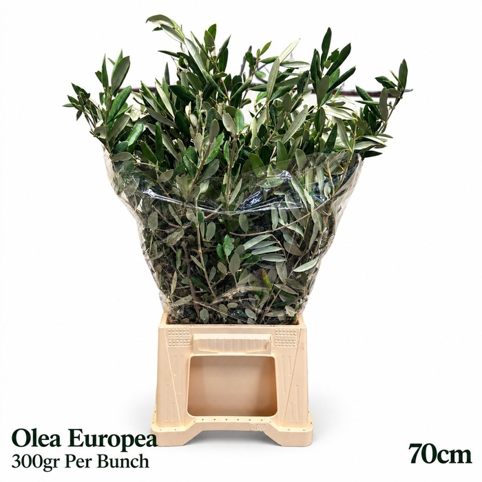 <h4>OLEA EUROPAEA</h4>