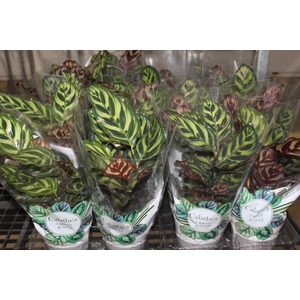 CALATHEA MAKOYAMA P12