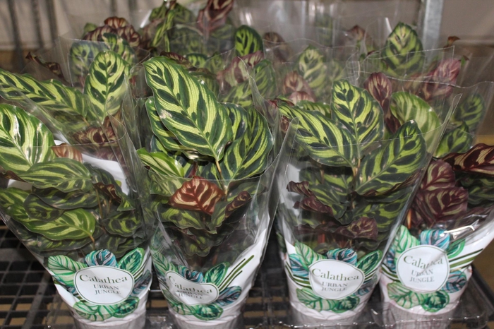 <h4>CALATHEA MAKOYAMA P12</h4>