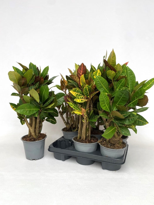 <h4>COD GR PETRA</h4>