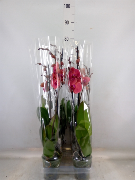 <h4>Phalaenopsis  'Asian Coral'</h4>