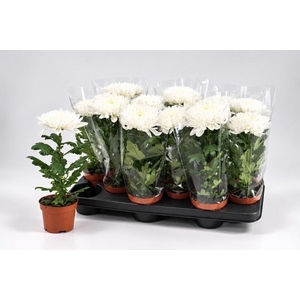 CHRYS SUPNOVA WHITE