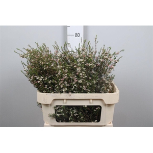 Chame Un My Sweet 16