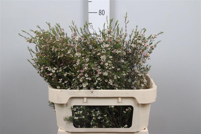 <h4>Chame Un My Sweet 16</h4>