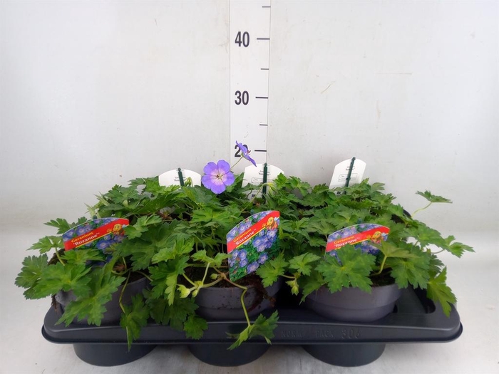 <h4>Geranium  'Rozanne'</h4>