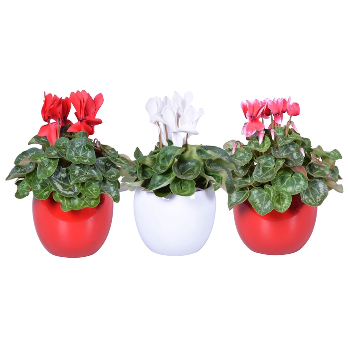<h4>Cyclamen rood-wit-fuji in Lisa keramiek (Kerst)</h4>