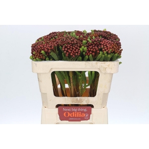 Kaaps Groen Alb. Red