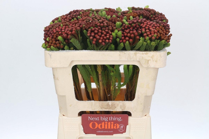 Kaaps Groen Alb. Red