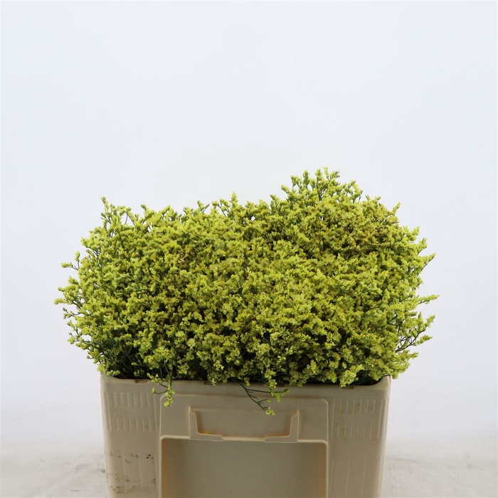 <h4>Limonium Sinense China Summer</h4>