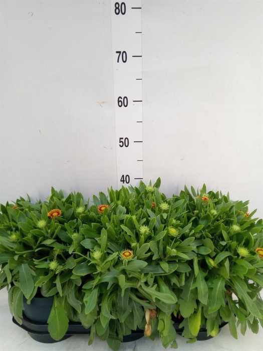 <h4>Gaillardia aristata 'Arizona Sun'</h4>