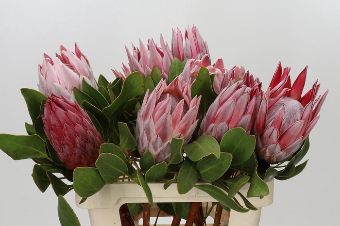 <h4>Protea Cynaroides</h4>