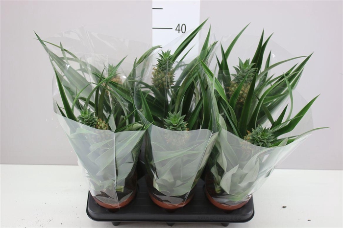 <h4>Ananas Mi Amigo</h4>