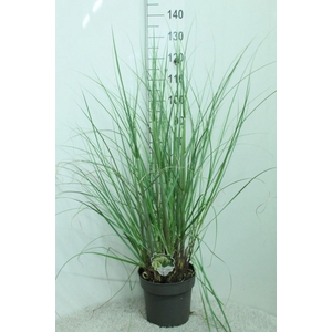 Cortaderia selloana Pumila