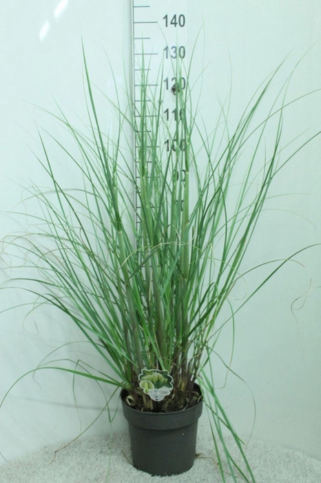 <h4>Cortaderia selloana Pumila</h4>