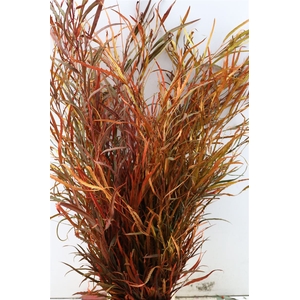 Grevillea De Luxe P Bunch