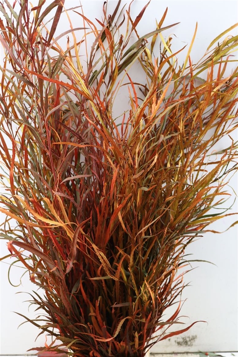 <h4>Grevillea De Luxe P Bunch</h4>