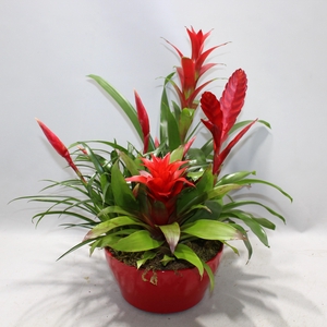 Bromelia Coupe Exotic 23CM Royal X Mass