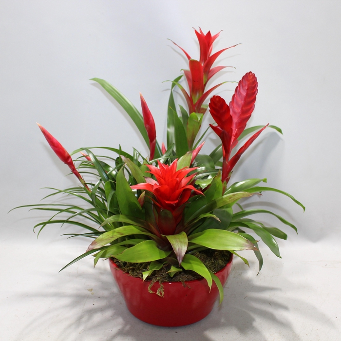 <h4>Bromelia Coupe Exotic 23CM Royal X Mass</h4>