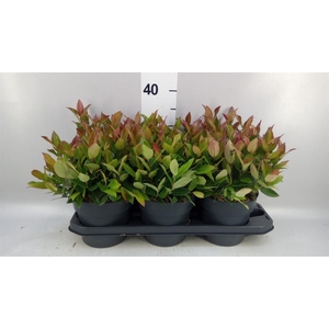 Leucothoe axillaris 'Zeblid'