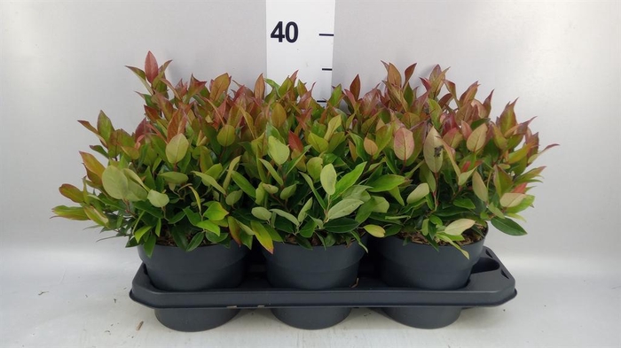 <h4>Leucothoe axillaris 'Zeblid'</h4>