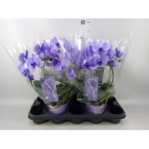 Phalaenopsis   ...