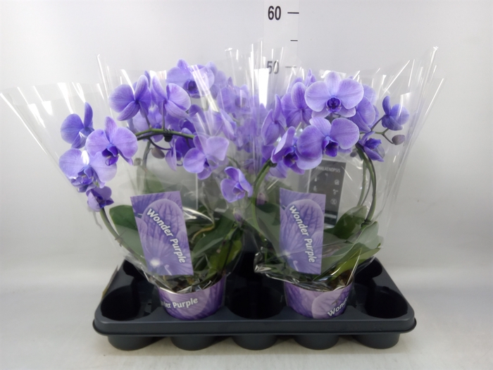 <h4>Phalaenopsis   ...</h4>