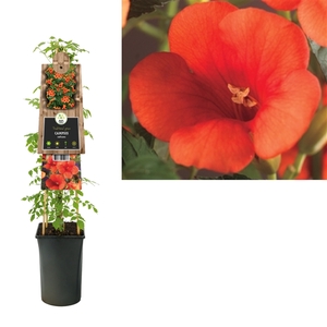 Campsis radicans +3.0 label
