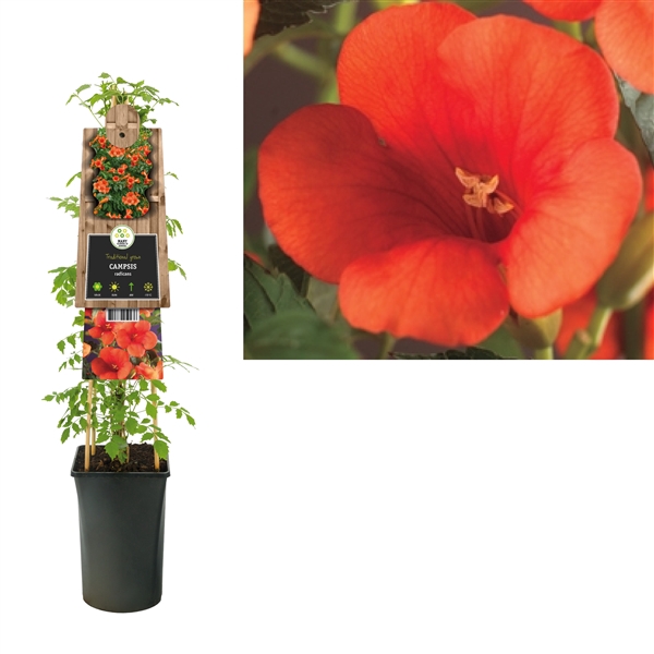 <h4>Campsis radicans +3.0 label</h4>