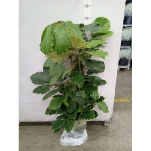 Tetrastigma voinierianum