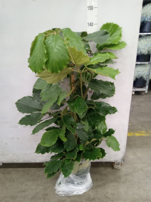 <h4>Tetrastigma voinierianum</h4>