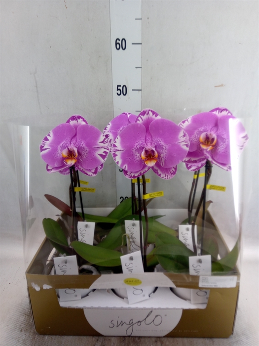 <h4>Phalaenopsis   ...</h4>