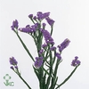 Limonium Statice Crystal Light Blue