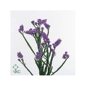 Limonium Sinuatum Crystal Light Blue