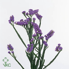 <h4>Limonium Sinuatum Crystal Light Blue</h4>