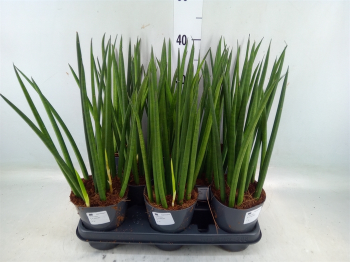 <h4>Sansevieria cyl.  ...</h4>