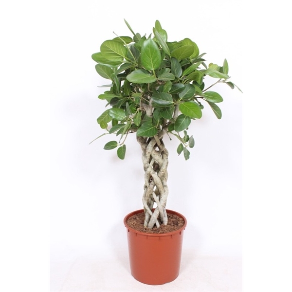 <h4>Ficus Benghalensis</h4>