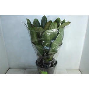 BROMELIA IMPERIAL P27 VERDE/VERMELHO