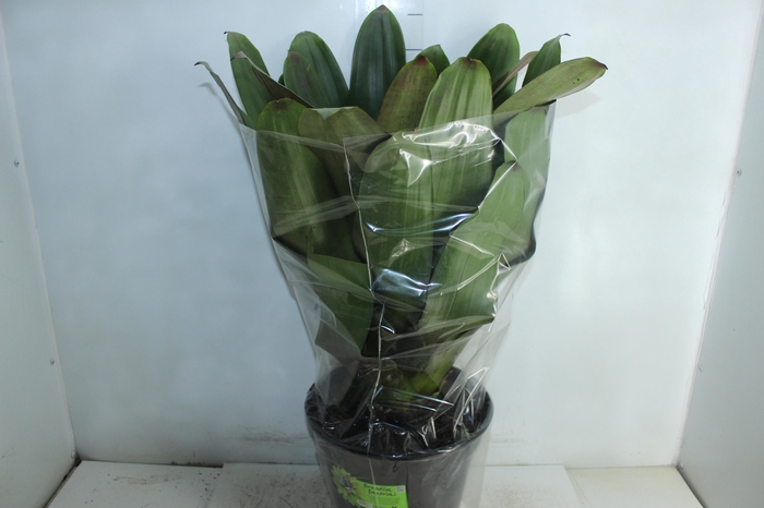 <h4>BROMELIA IMPERIAL P27 VERDE/VERMELHO</h4>