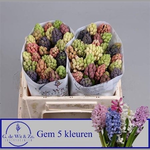 Hyac Gem 5 Kleuren