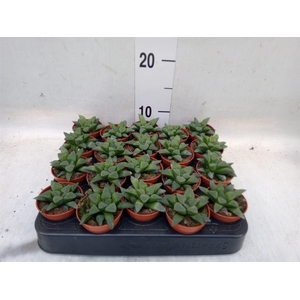 Haworthia   ...
