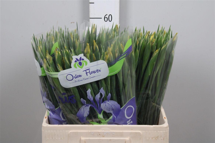 <h4>Iris Miss Saigon</h4>