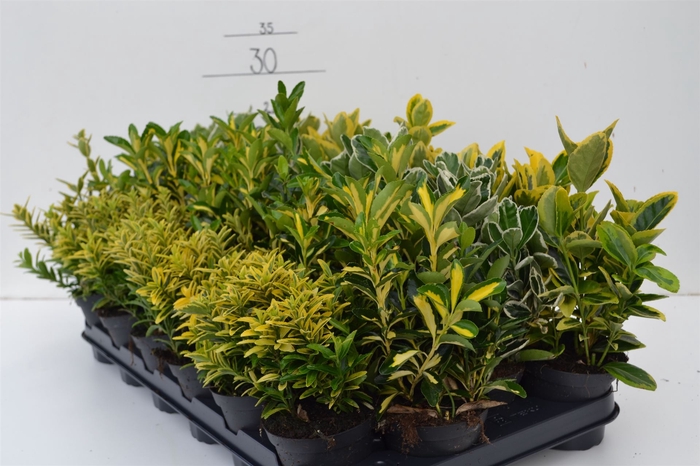 <h4>Euonymus japon.   ...mix</h4>