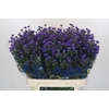 Aster Baby Parade