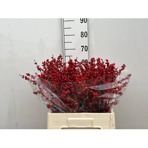 Ilex verticillata L 6