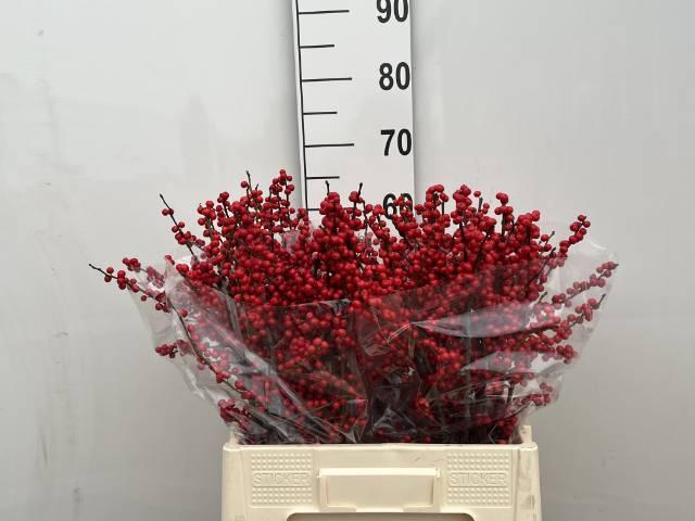 <h4>Ilex verticillata L 6</h4>